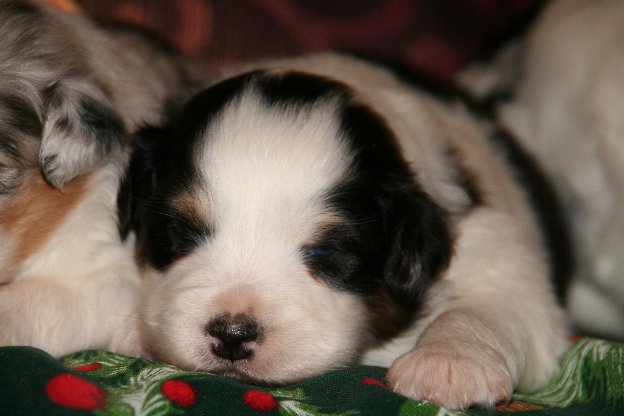 Publication : de l'Orée des charmois Auteur : odc