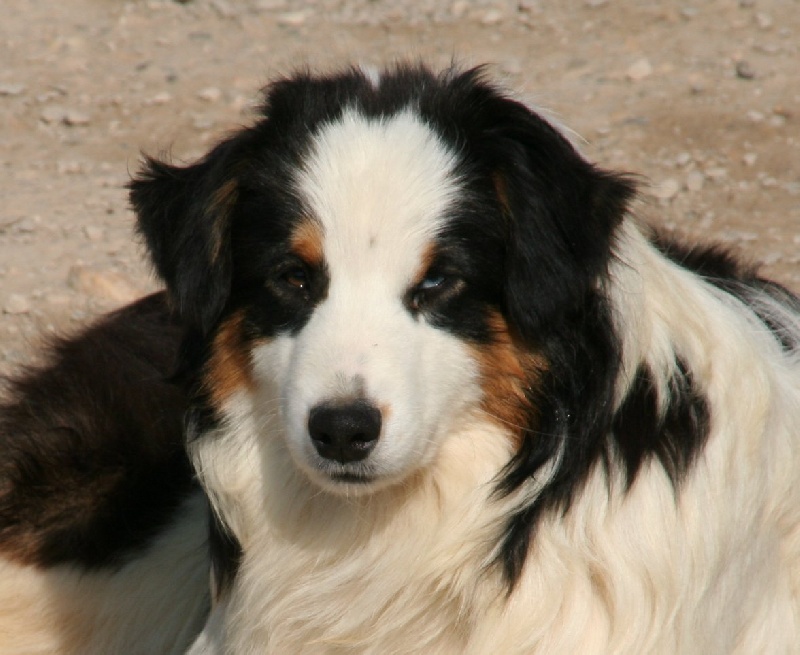 Publication : de l'Orée des charmois Auteur : odc