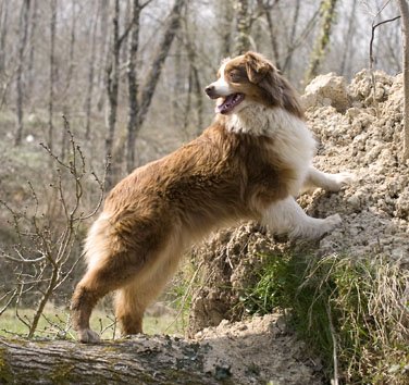 Publication : de l'Orée des charmois Auteur : François Nicaise