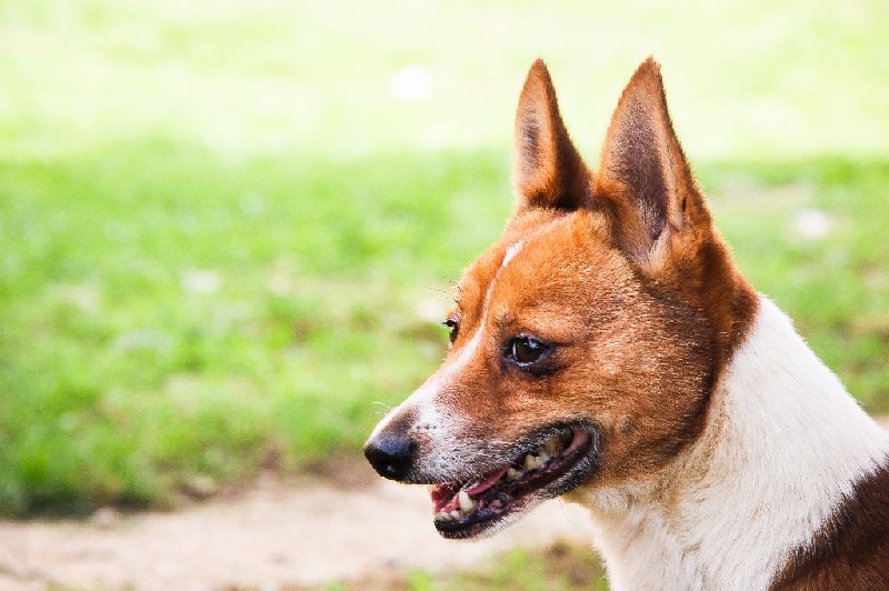 Publication : de l'Orée des charmois Auteur : amandine prunier