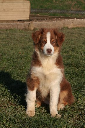 Publication : de l'Orée des charmois Auteur : François Nicaise