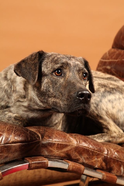 CH. Era de l'Orée des charmois