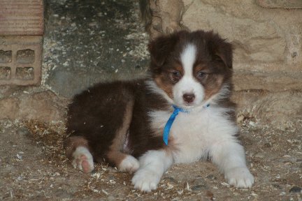 Publication : de l'Orée des charmois Auteur : François Nicaise