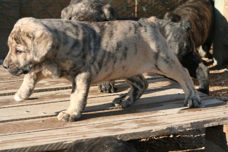 CH. Canha de l'Orée des charmois