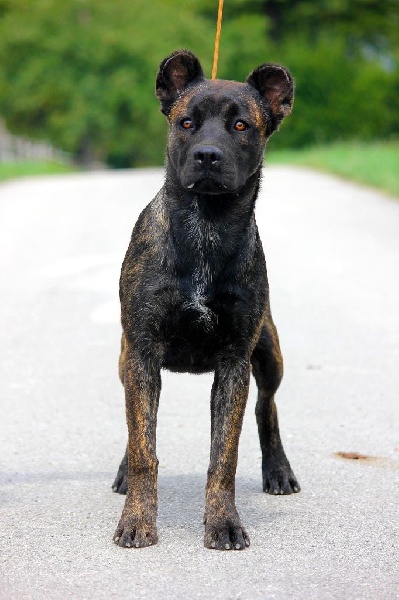 Publication : de l'Orée des charmois Auteur : odc