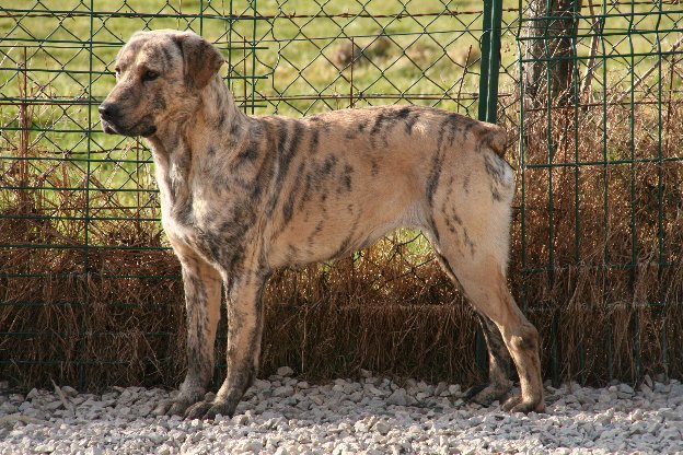 CH. Canha de l'Orée des charmois