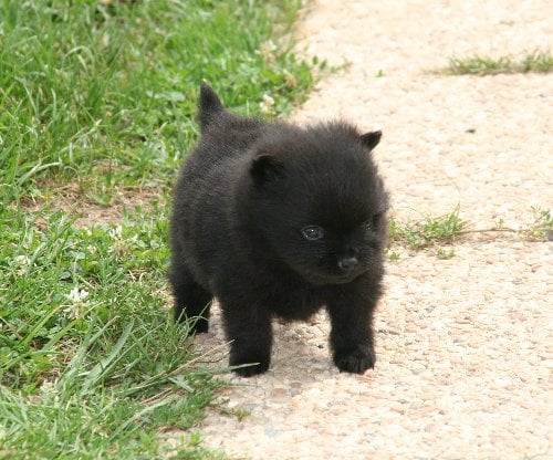 Publication : de l'Orée des charmois Auteur : odc