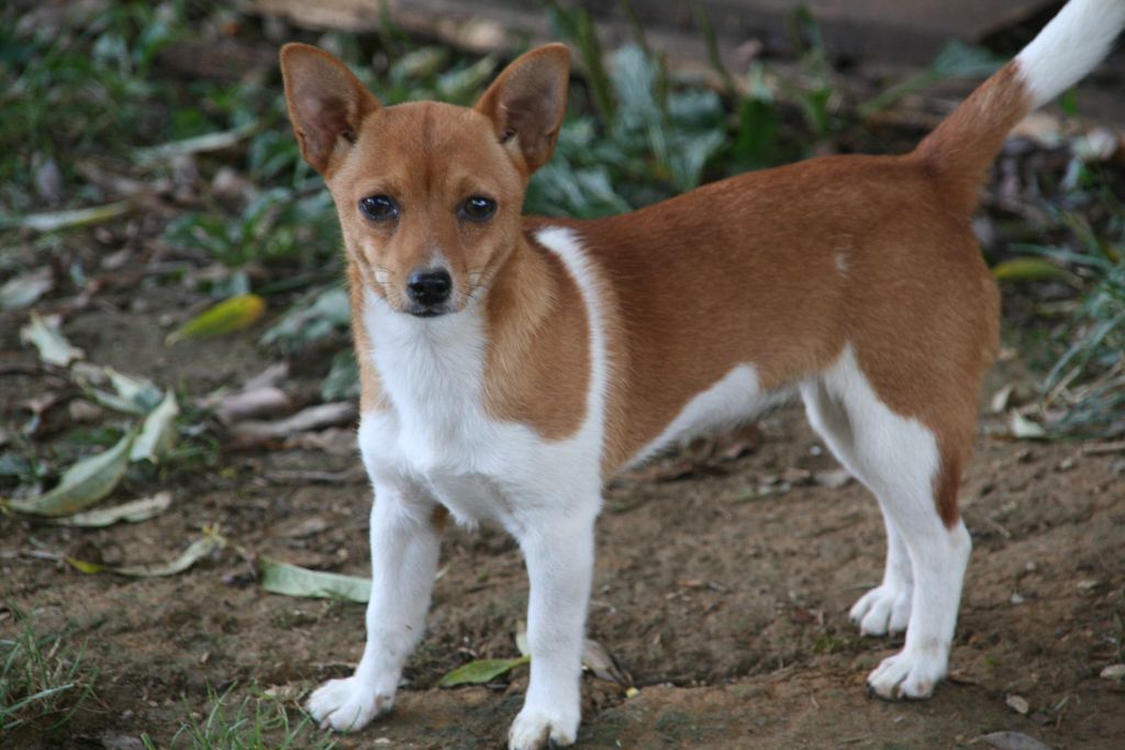 Publication : de l'Orée des charmois Auteur : odc