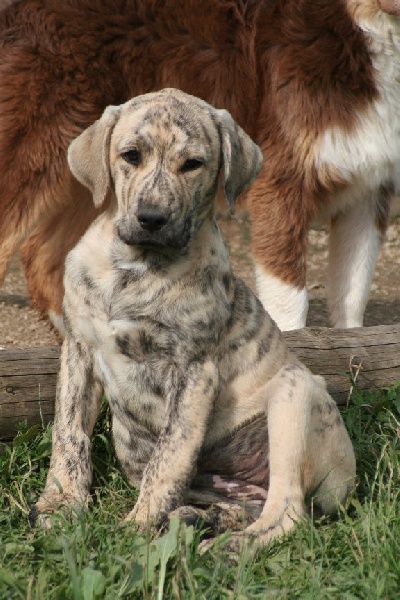 CH. Canha de l'Orée des charmois