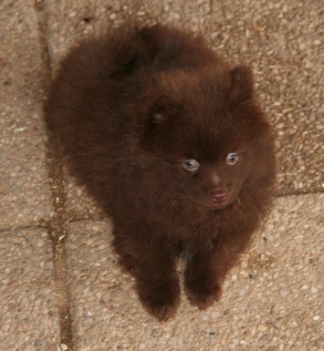 Publication : de l'Orée des charmois Auteur : Elody Piot