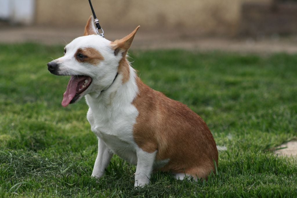 Publication : de l'Orée des charmois Auteur : odc