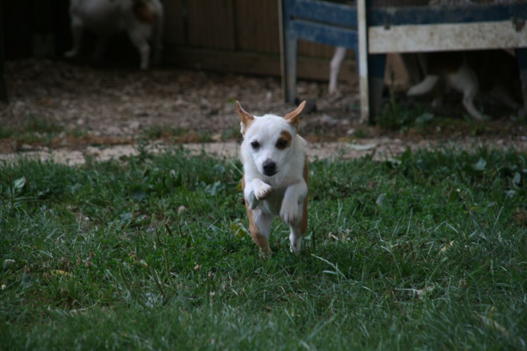 Publication : de l'Orée des charmois Auteur : odc