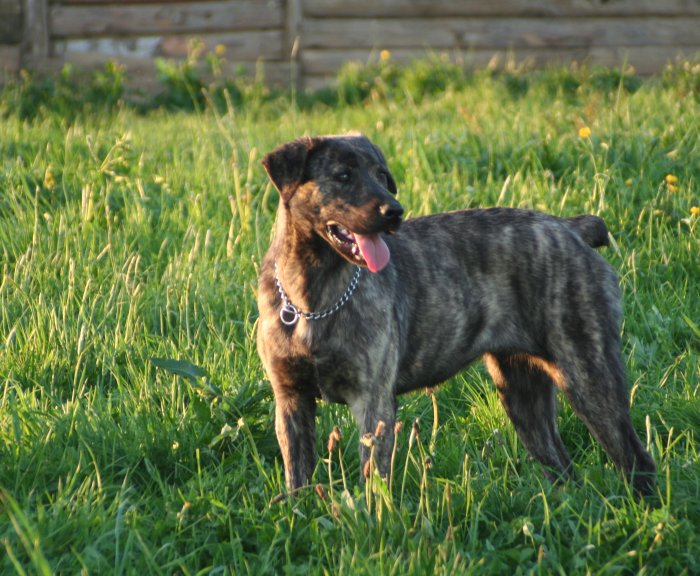 CH. Bettma de l'Orée des charmois