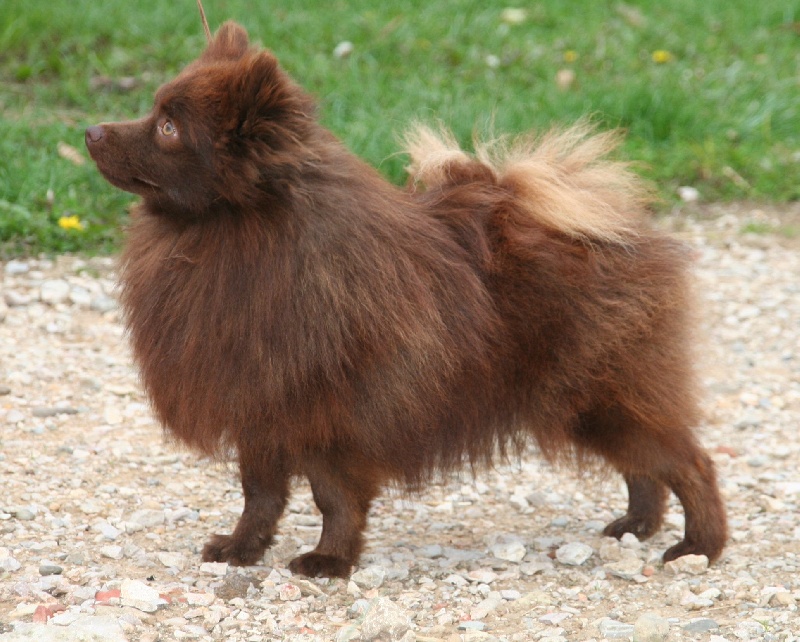 Publication : de l'Orée des charmois Auteur : Elody Piot