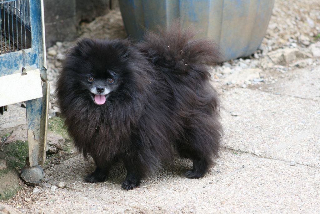 Publication : de l'Orée des charmois Auteur : odc