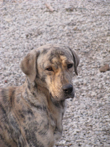 CH. Canha de l'Orée des charmois