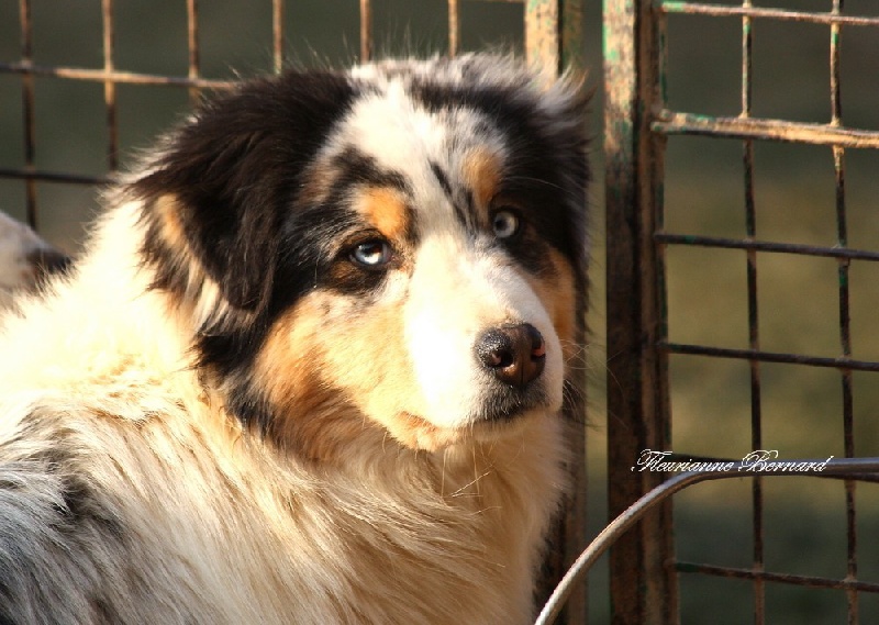 Publication : de l'Orée des charmois Auteur : Fleurianne Bernard