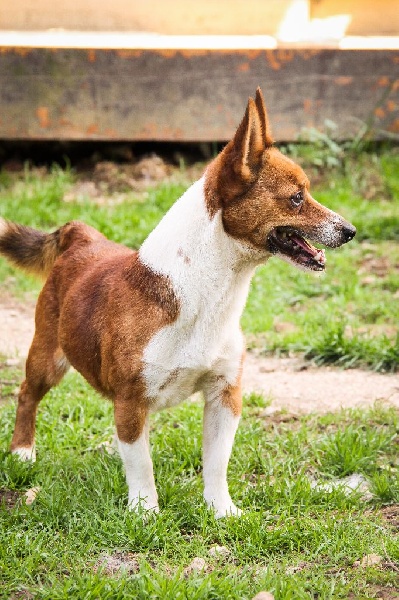 Publication : de l'Orée des charmois Auteur : amandine prunier