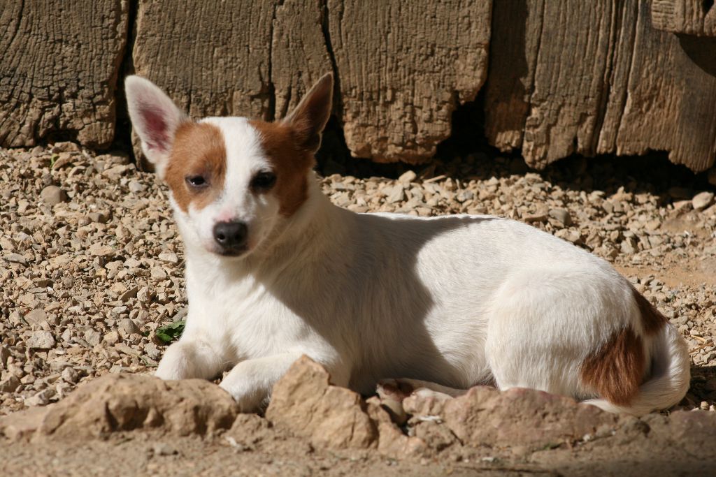 Publication : de l'Orée des charmois Auteur : odc