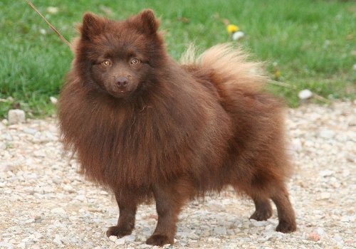 Publication : de l'Orée des charmois Auteur : Elody Piot