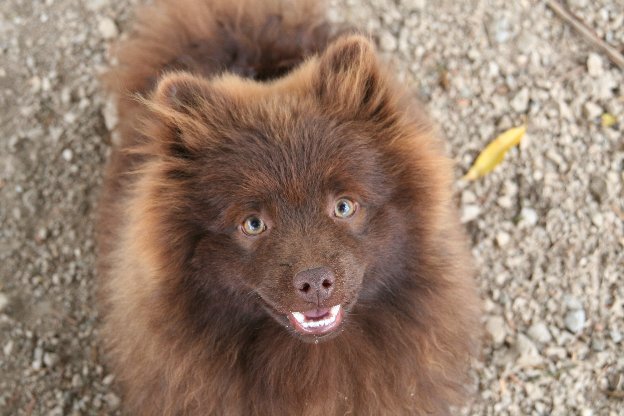 Publication : de l'Orée des charmois Auteur : Elody Piot