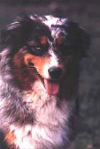 CH. Michigan copper blue de l'Orée des charmois