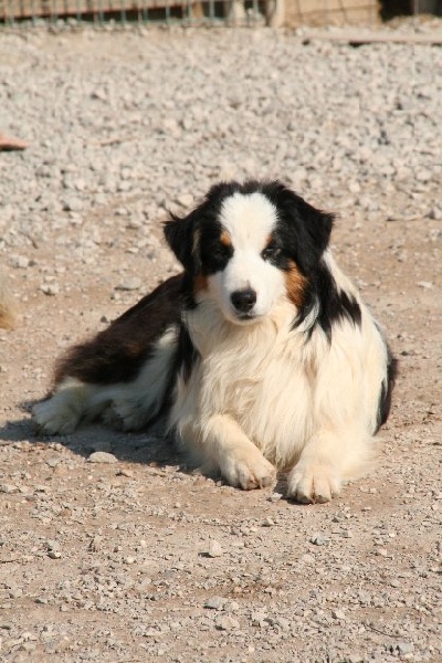 Publication : de l'Orée des charmois Auteur : odc