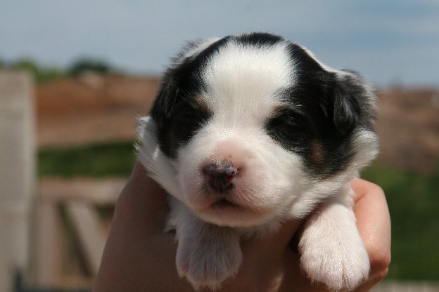 Publication : de l'Orée des charmois Auteur : odc