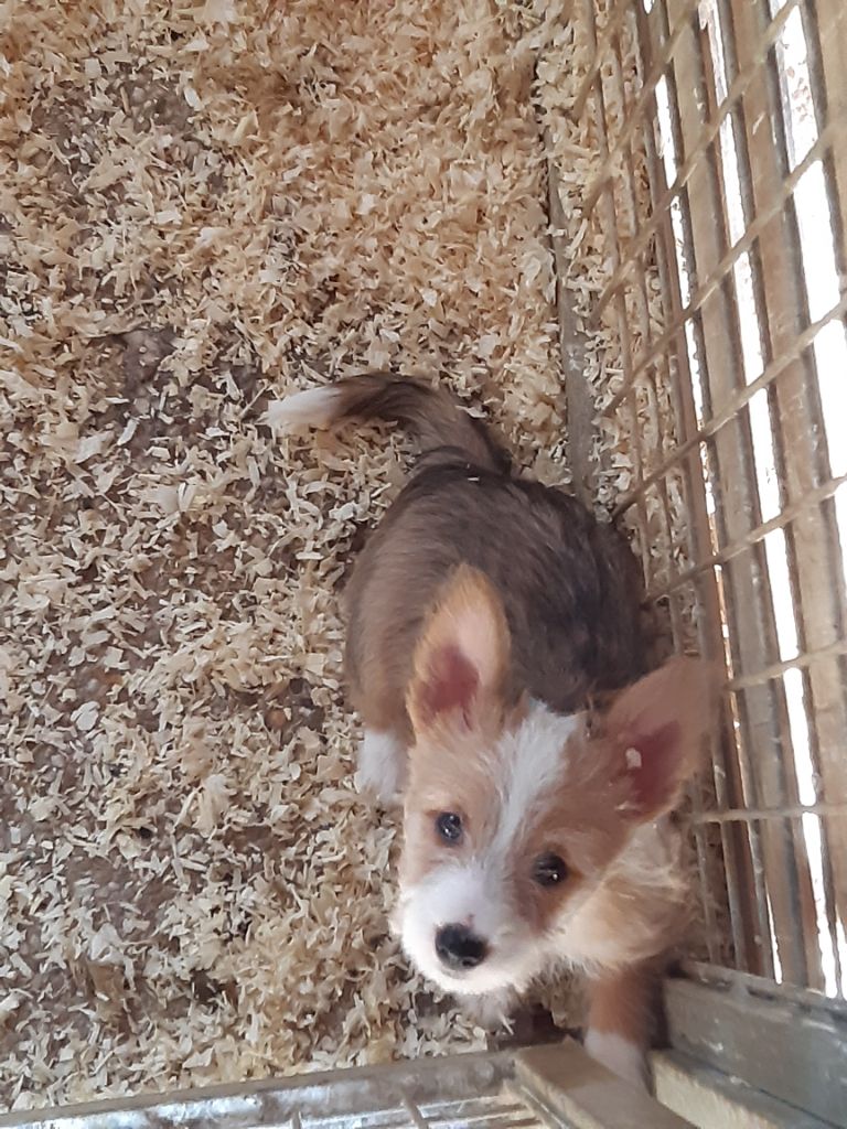 Chiot Chien de garenne portugais, Rapariga, femelle