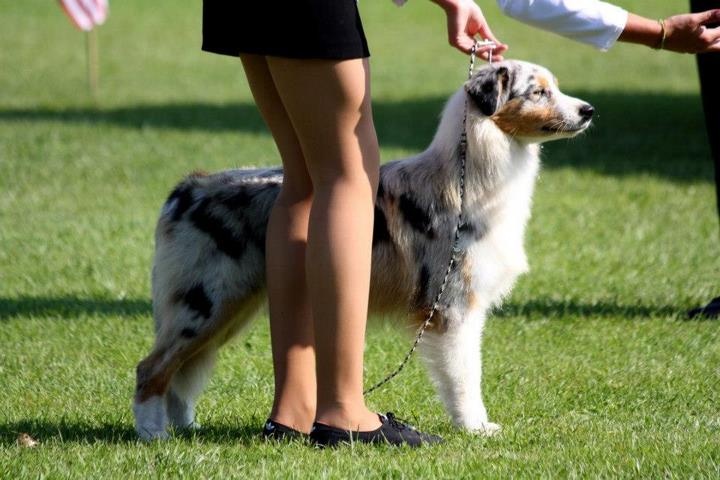 Fashion mary connell de l'Orée des charmois - 4e intermediate bitch