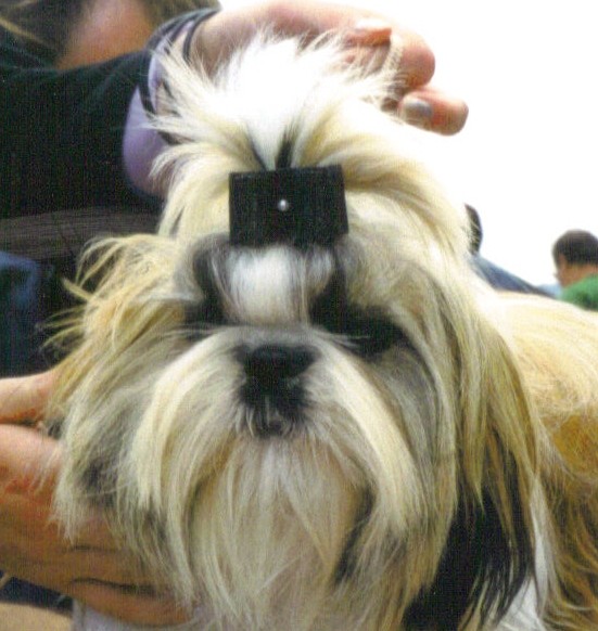 CH. Rev 'elle 'action de morganan' dho