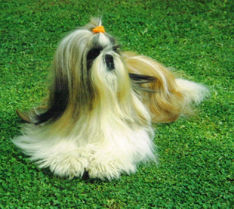 CH. Rev 'elle 'action de morganan' dho