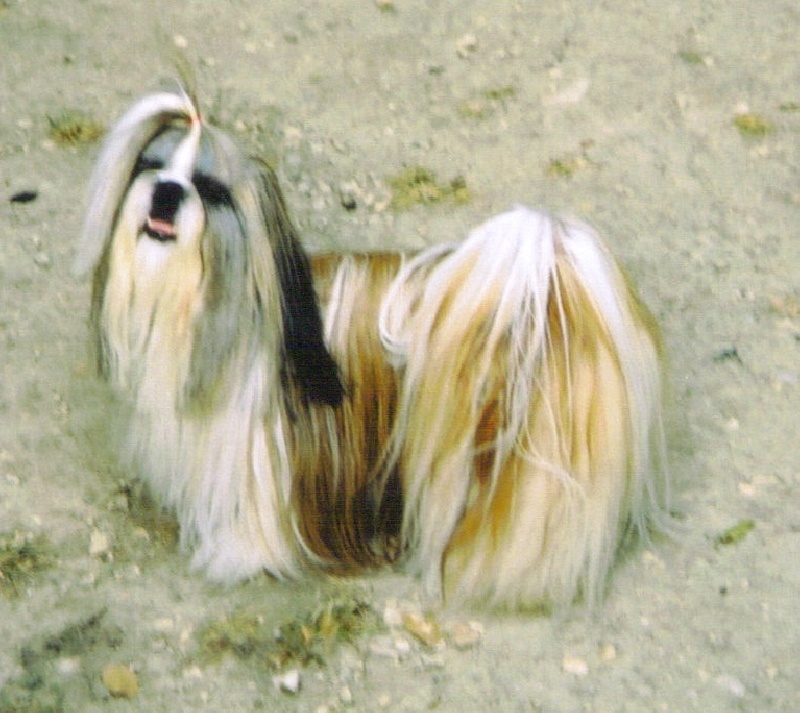 CH. Rev 'elle 'action de morganan' dho