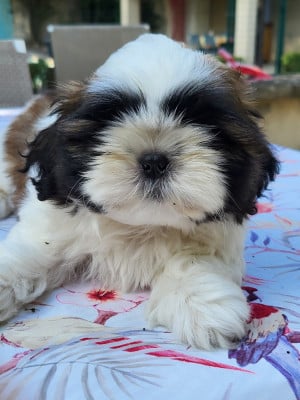 BAPTISTE - Shih Tzu