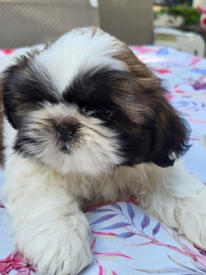 BELLA SWAN - Shih Tzu