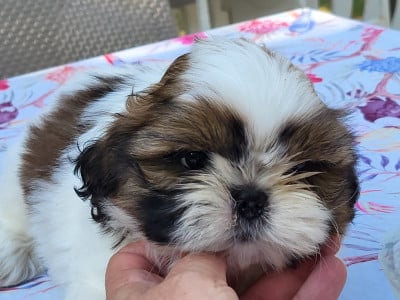 Shih Tzu