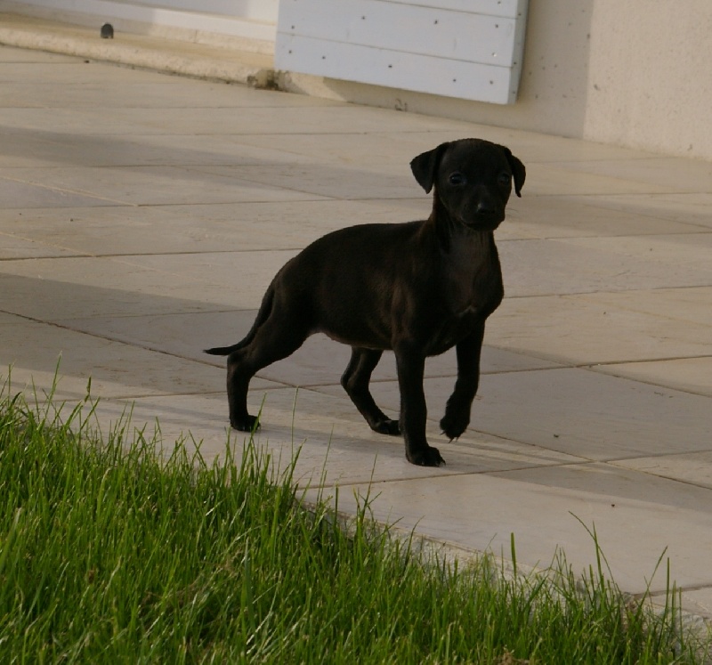 CH. Nubiad Darlin'saffronah