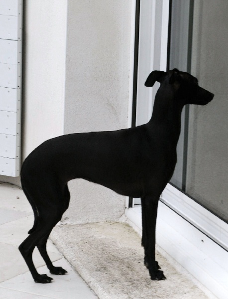 CH. Nubiad Darlin'saffronah