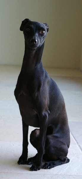 CH. Nubiad Darlin'saffronah