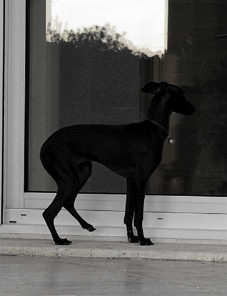 CH. Nubiad Darlin'saffronah