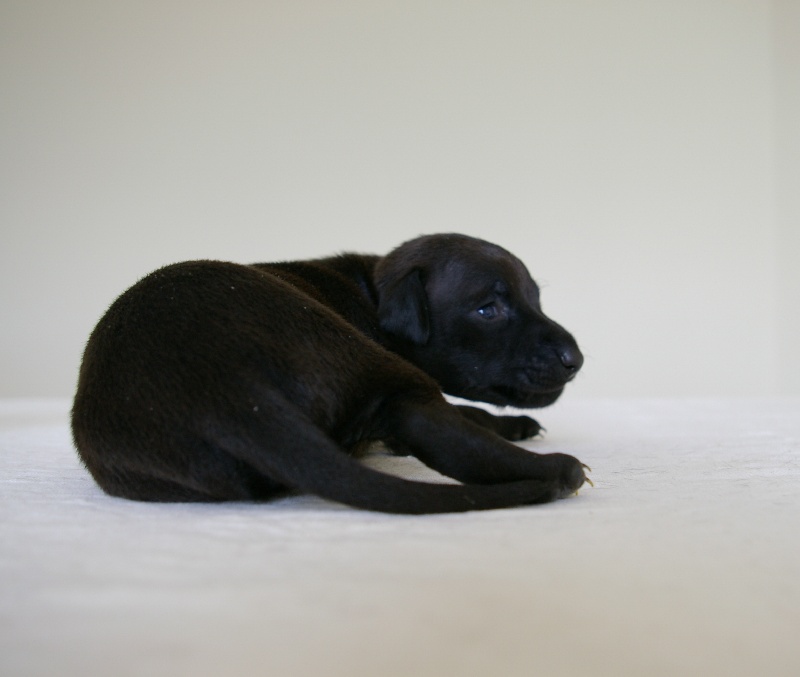 CH. Nubiad Darlin'saffronah