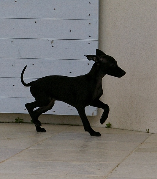 CH. Nubiad Darlin'saffronah