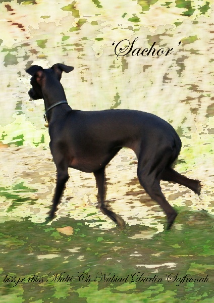 CH. Nubiad Darlin'saffronah