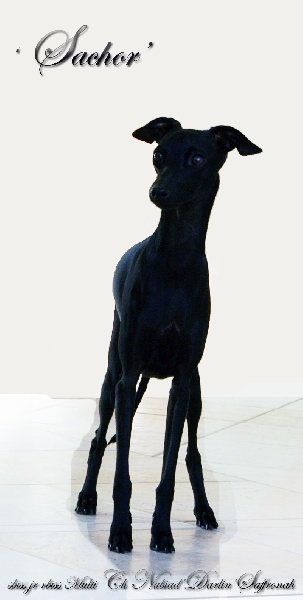 CH. Nubiad Darlin'saffronah