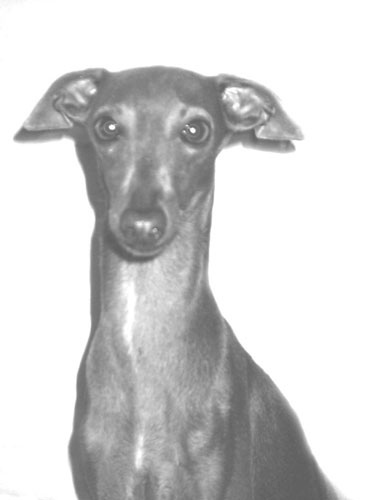 Publication : du domaine de Chanteloup