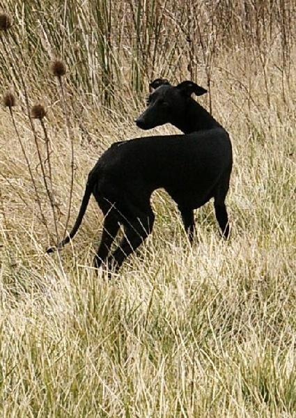 CH. Nubiad Darlin'saffronah