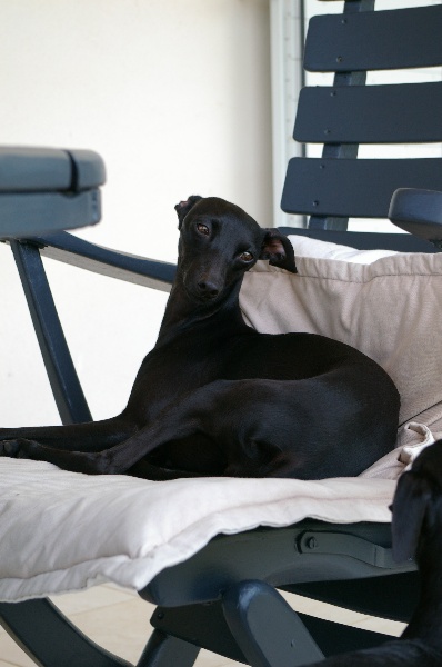 CH. Nubiad Darlin'saffronah