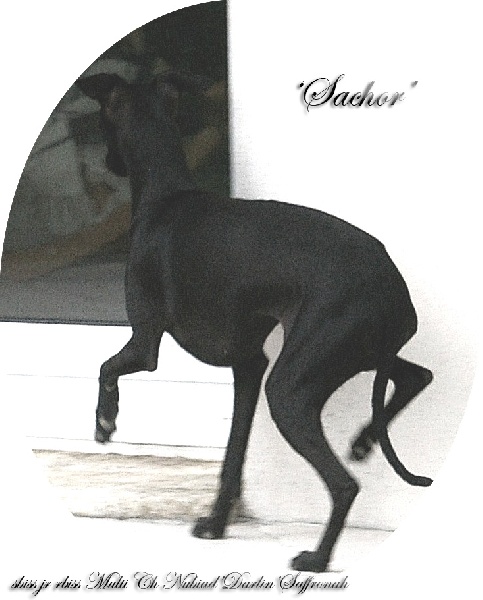 CH. Nubiad Darlin'saffronah