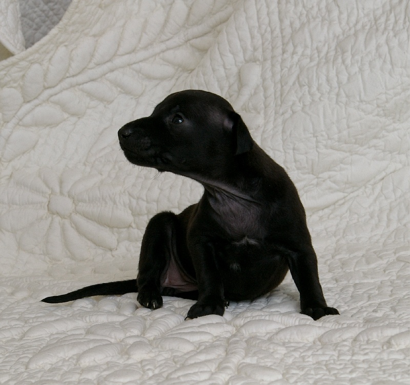 CH. Nubiad Darlin'saffronah