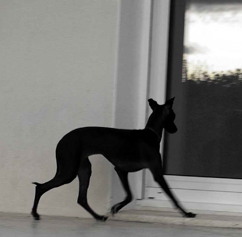 CH. Nubiad Darlin'saffronah